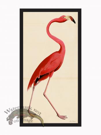 Rudbeck CFA_BF 38 Pink Flamingo